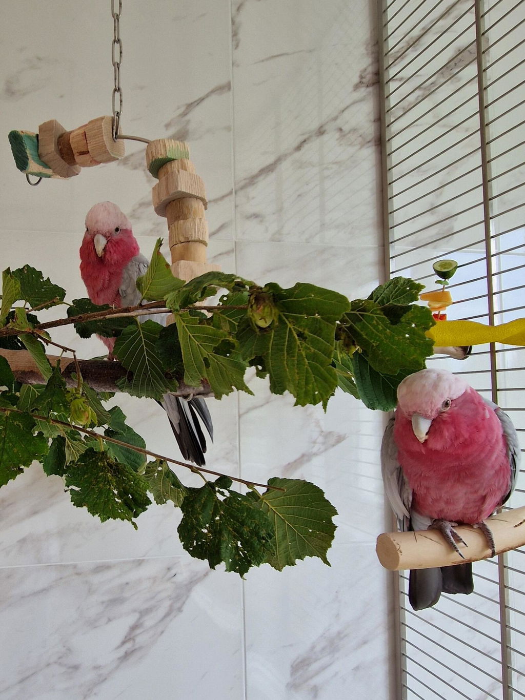 Perfekt für meinen Rosa