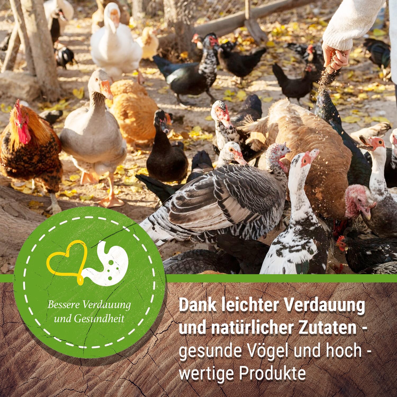 klasebo-legemehl-plus-h-hnerfutter-25-kg-oregano-gvo-frei image 6