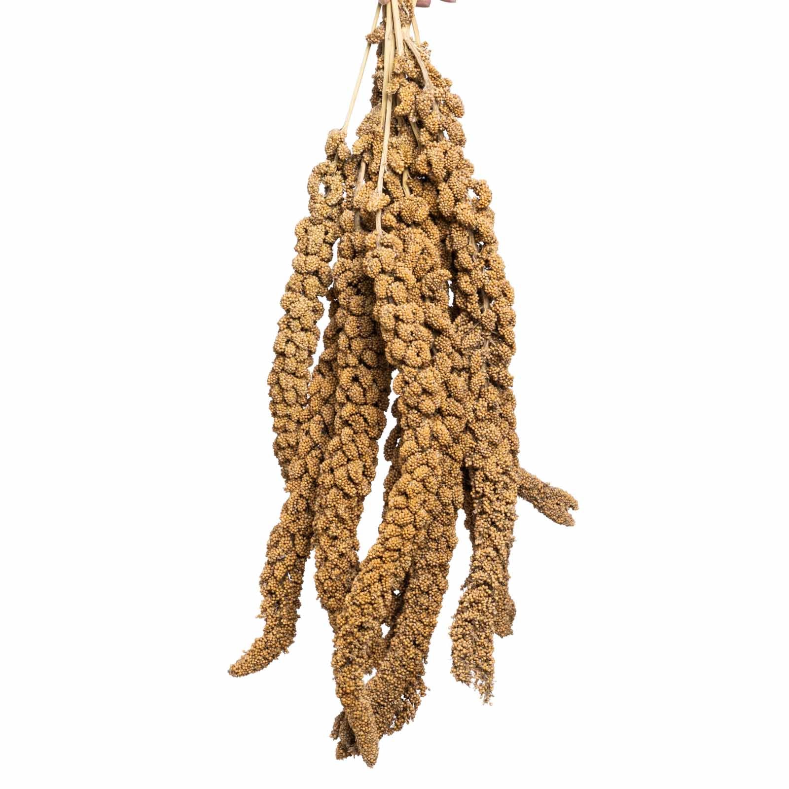 rico-s-futterkiste-gelbe-kolbenhirse-deutschland-500-g image 1