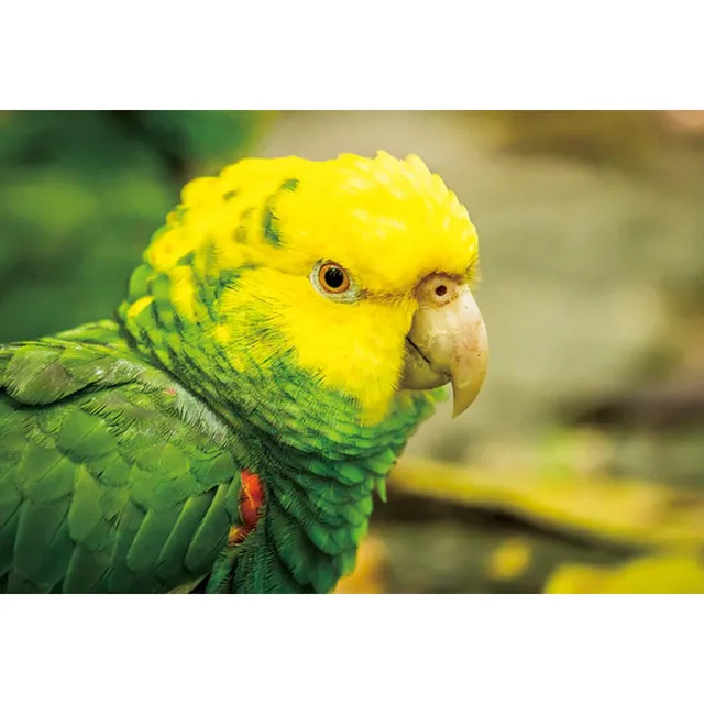 rico-s-futterkiste-postkarte-doppelgelbkopfamazone-3d-16x11-cm image 1