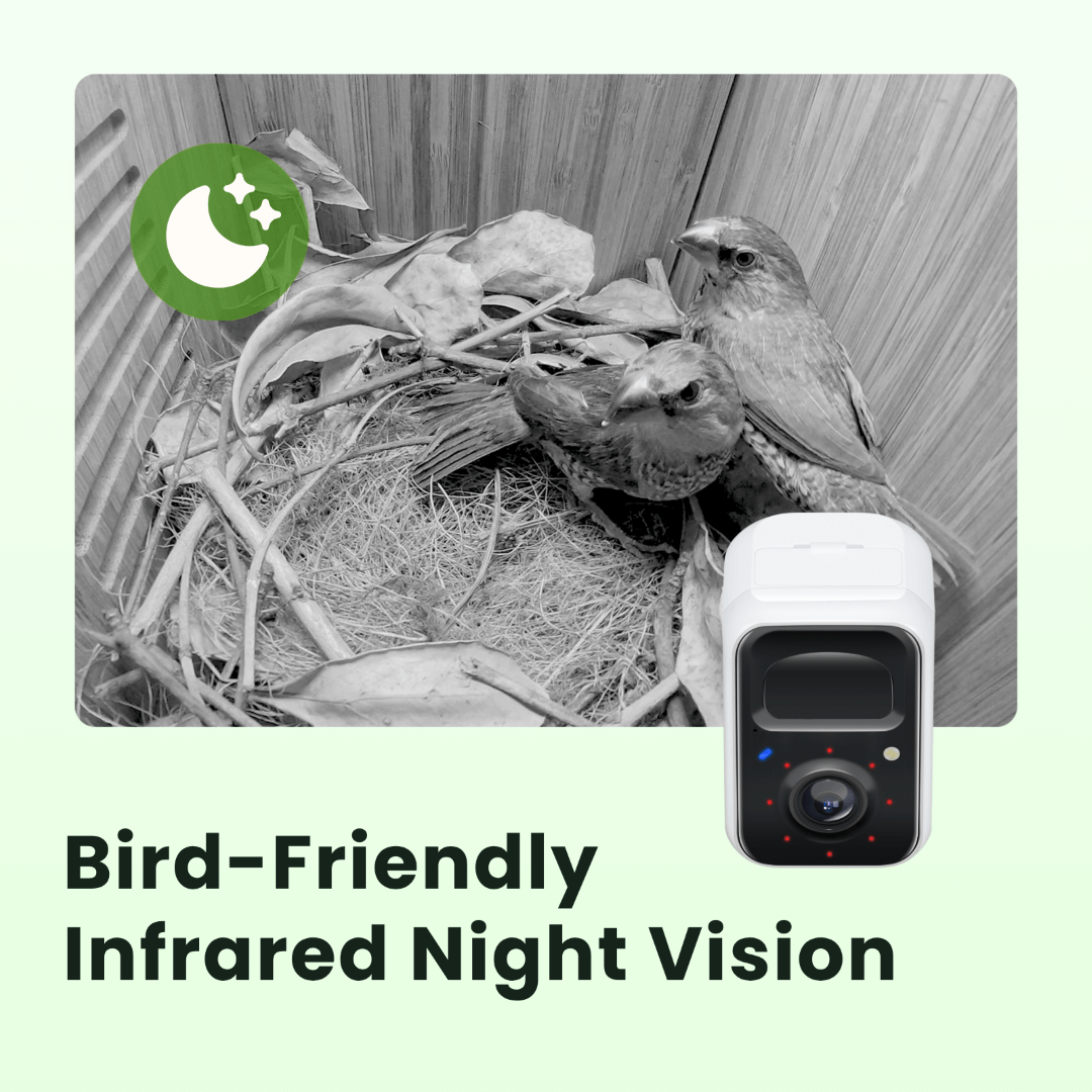 birdfy-nest-polygon-nistkasten-mit-kamera-braun-2k-nachtsicht image 8